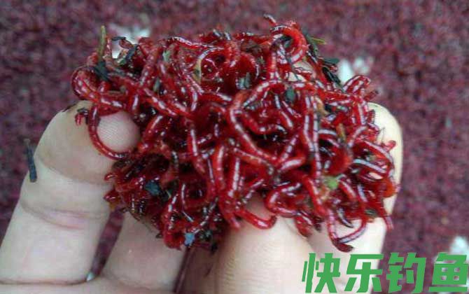 钓鱼用的红虫有毒吗？