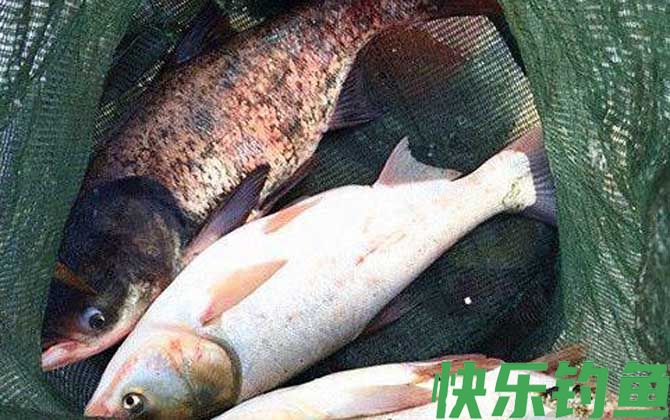 黑坑钓鲢鳙用什么饵料？