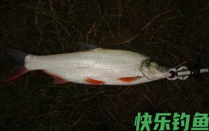 钓翘嘴红鲌用什么饵料？