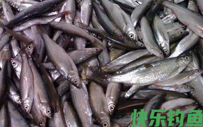 用什么钓白条鱼最快？
