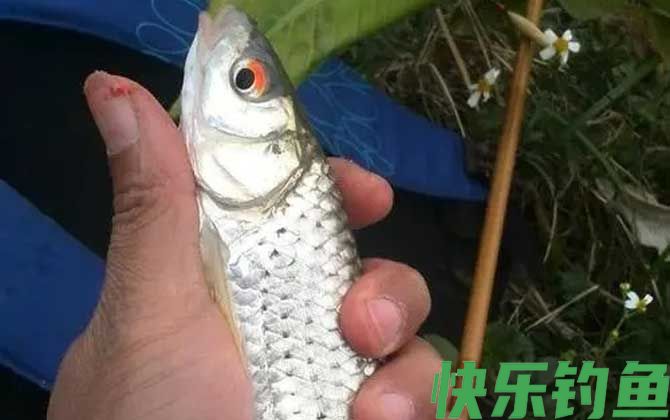 钓红眼鱼用什么饵料？