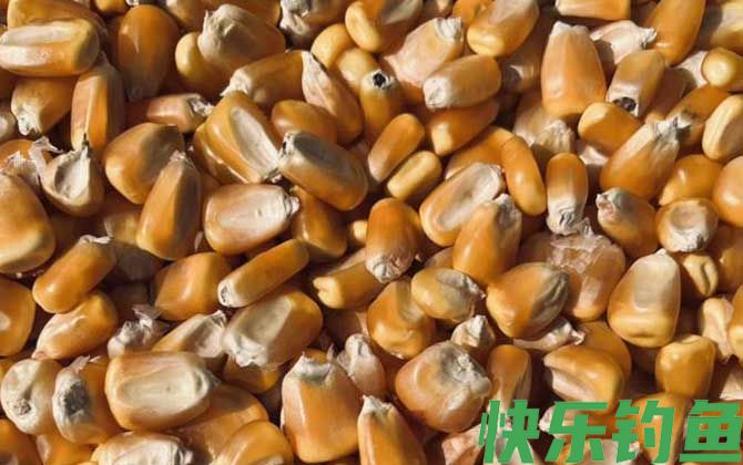 老玉米用酒泡多久可以钓鱼？