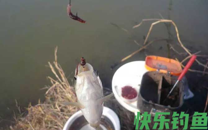 蚯蚓可以钓大鱼吗？