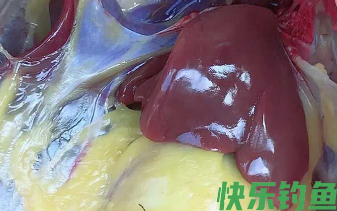 鸡肝钓鱼好还是鸭肝好？