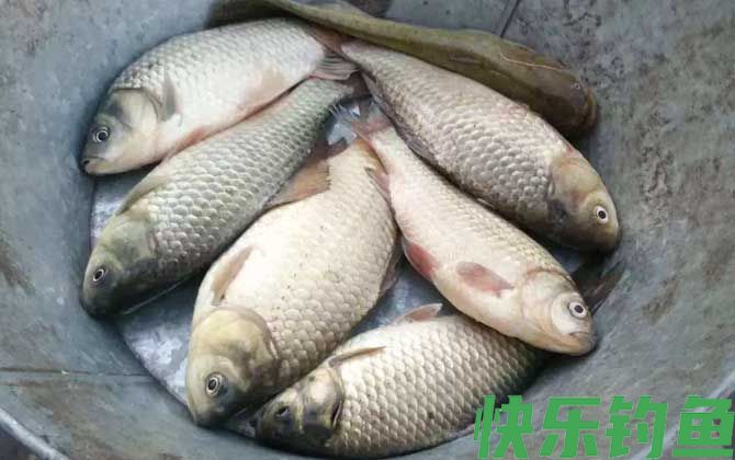初春钓鲫鱼用什么饵料最好？