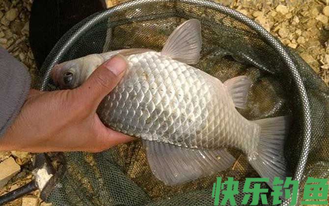 夏天钓鲫鱼用什么味道？