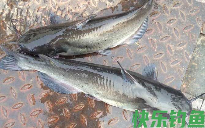叉尾鱼用什么饵好钓？