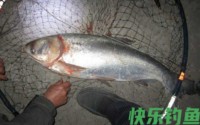 冬天钓鲢鱼用什么饵料？