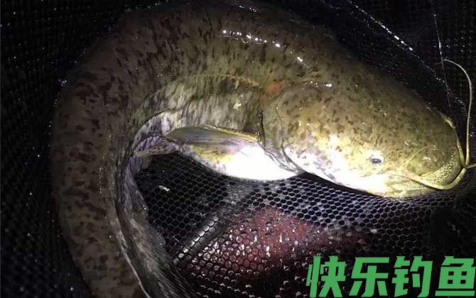 晚上用什么钓鲶鱼最好？