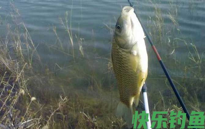 冬季钓鱼用什么小药？