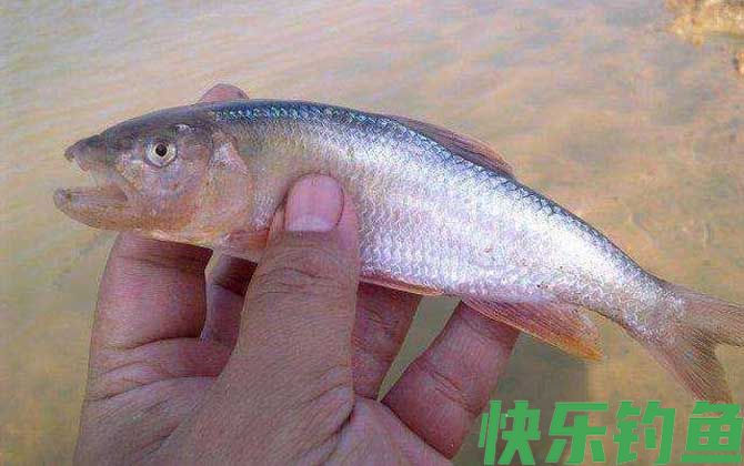 马口鱼用蚯蚓能钓到吗？