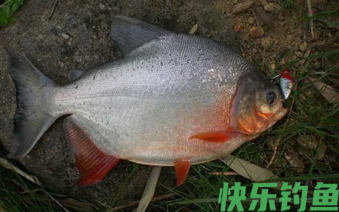 钓鲳鱼用什么打窝？