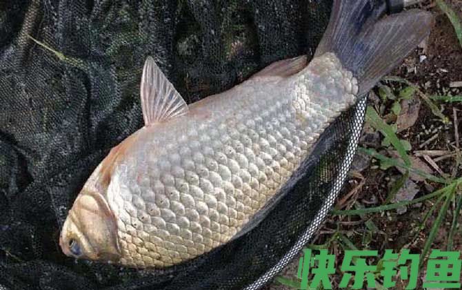 串钩钓鲫鱼的技巧和方法