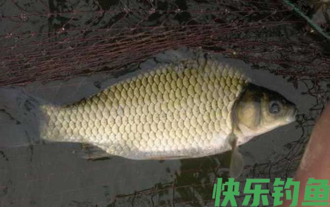 钓鲫鱼怎么打窝最好？