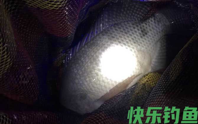 夜钓罗非鱼技巧及注意事项