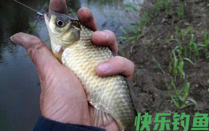 蚯蚓钓鲫鱼最佳挂钩方法