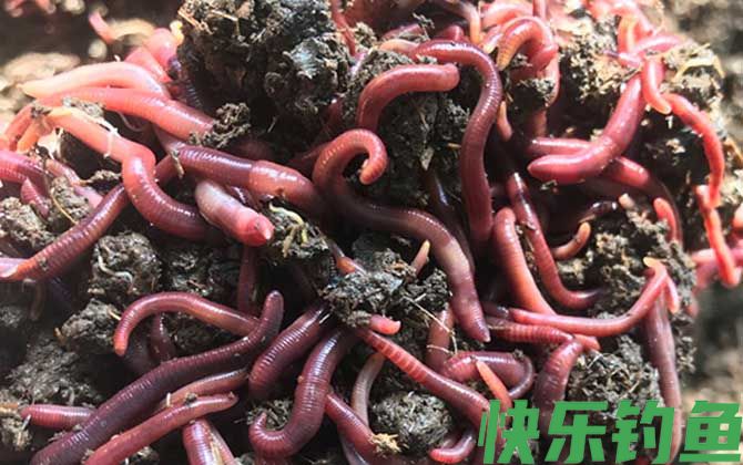 蚯蚓什么时候最好抓？(图4)