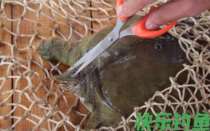 鸡肠子钓鱼都钓些什么鱼？(图5)