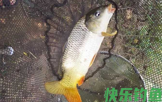 桑葚钓鱼效果如何？(图4)