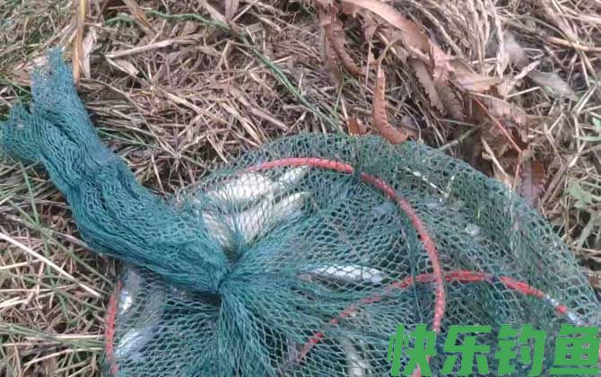 地笼捕鱼网放什么饵料？(图1)