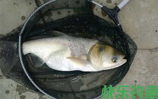花鲢喜欢吃什么味型的饵料？(图4)