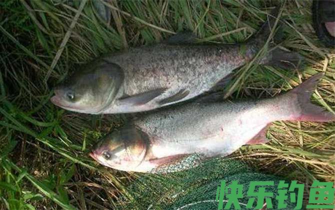 花鲢喜欢吃什么味型的饵料？(图5)