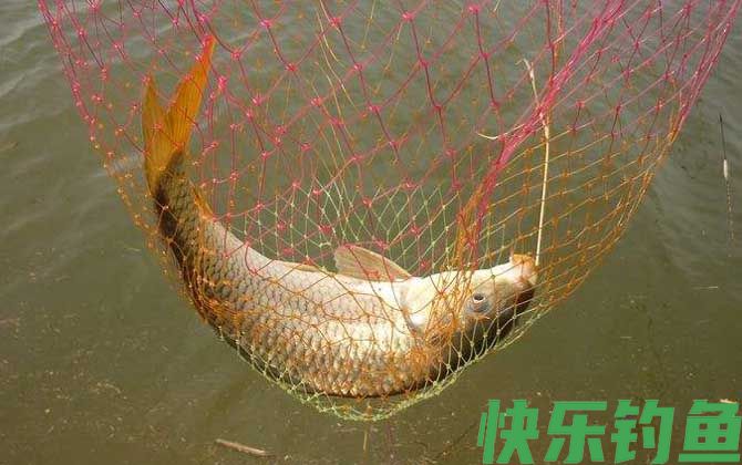 秋天用什么饵料钓鲤鱼最好？(图3)