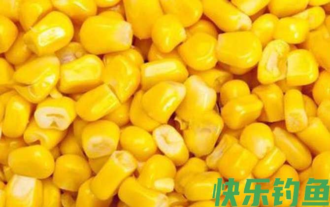 泡嫩玉米钓鲤鱼草鱼配方大全(图3)