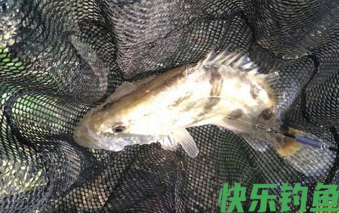 米诺钓什么鱼效果好？(图3)