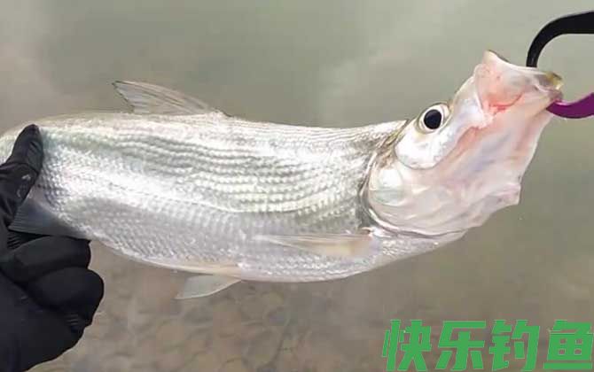 米诺钓什么鱼效果好？(图1)