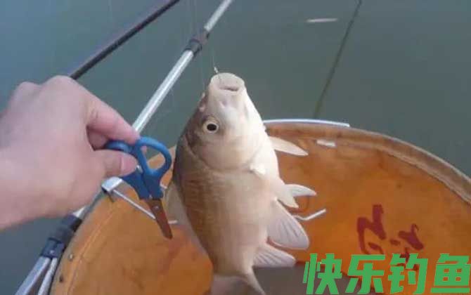 冬季钓鲫鱼用什么窝料最好？(图3)