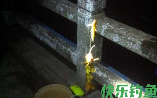 钓黄颡鱼用什么打窝？(图2)