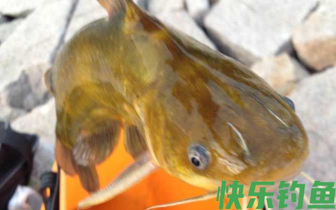 钓黄颡鱼用什么打窝？(图1)