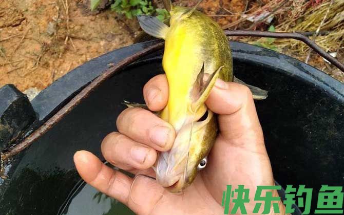 钓昂刺鱼什么窝料最好？(图2)