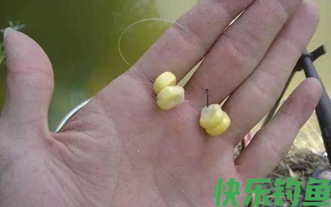 钓鲫鱼能用玉米粒吗？(图2)
