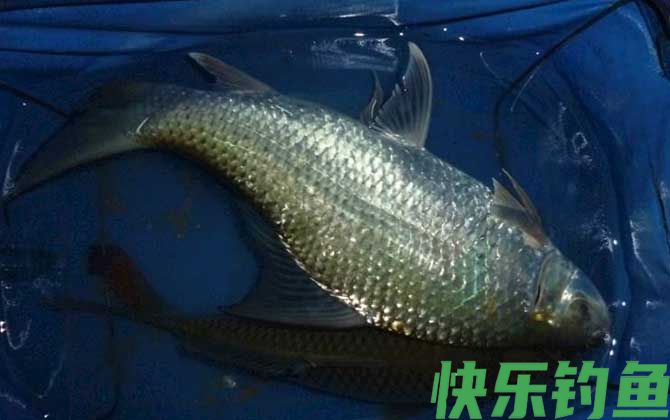 鲮鱼喜欢吃什么味型的饵料？(图3)