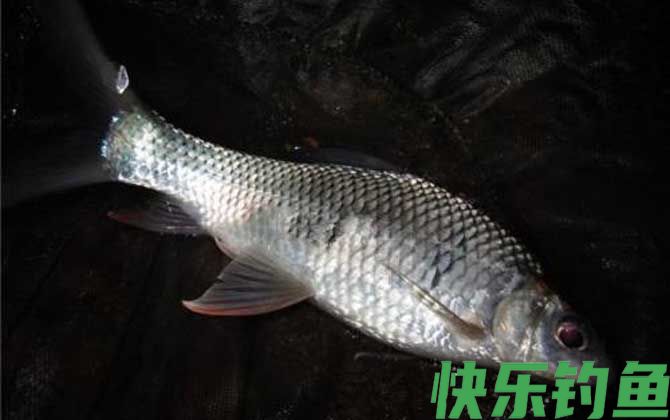 鲮鱼喜欢吃什么味型的饵料？(图2)