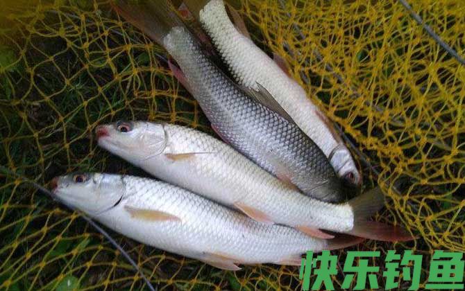 鲮鱼喜欢吃什么味型的饵料？(图4)
