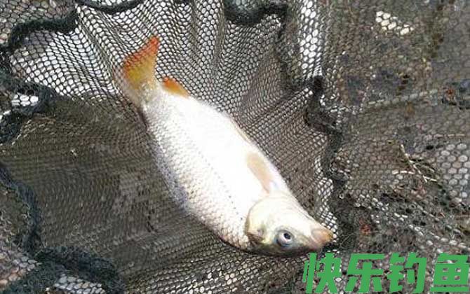老坛玉米钓鲤鱼效果怎么样？(图1)