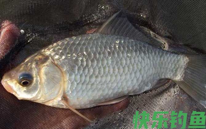 秋冬季节钓鲫鱼用什么窝料？(图1)