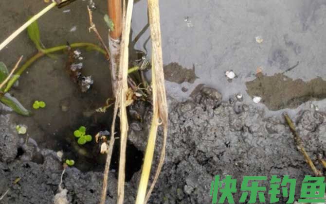 用什么钓黄鳝最好钓？(图3)