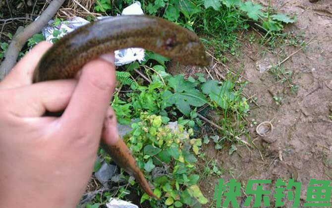 用什么钓黄鳝最好钓？(图1)
