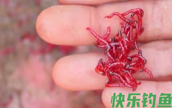 春天钓鱼用什么饵料？(图1)