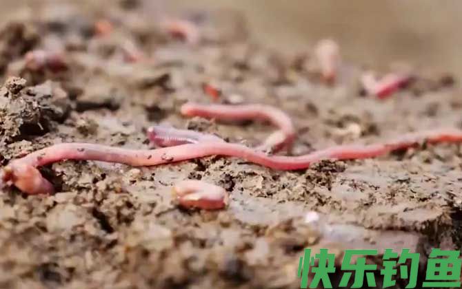 怎样养蚯蚓又肥又大？(图4)