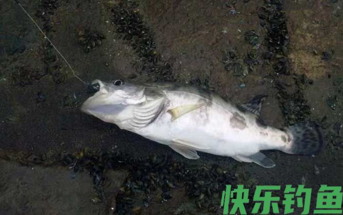鳜鱼用什么饵钓比较好？(图4)