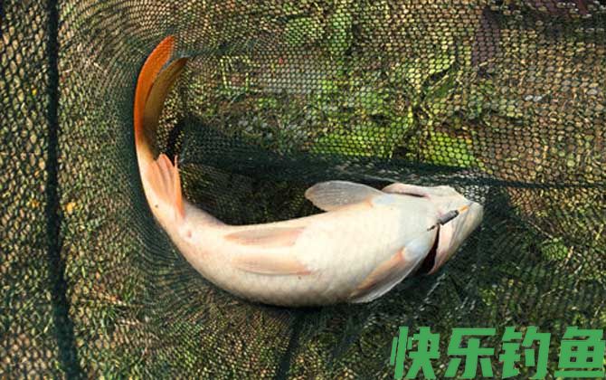螺肉能钓什么鱼？(图3)