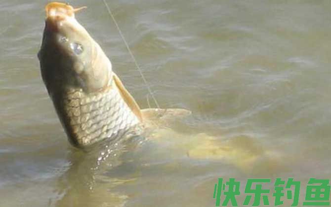 夏季钓鲤鱼老三样饵料配方(图3)