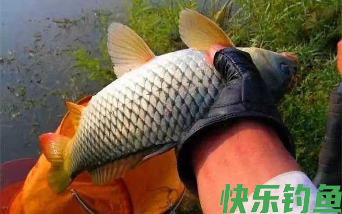 夏季钓鲤鱼老三样饵料配方(图4)