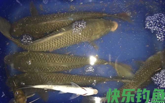 夏季钓鲤鱼老三样饵料配方(图2)