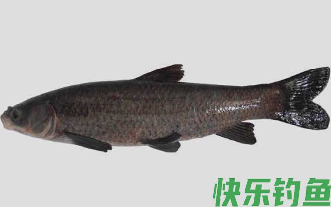 用什么小药钓青鱼草鱼？(图1)